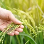 SNAG11 - Suno Agro - Fiagro Imobiliário Chama atenção!