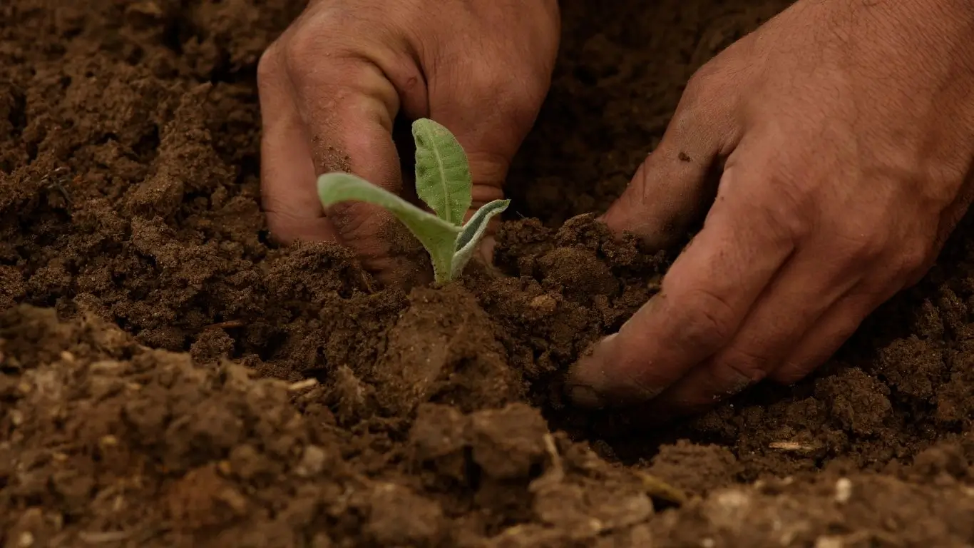 SOJA3 Entenda o case das ações da Boa Safra Sementes